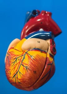 graphic of a human heart